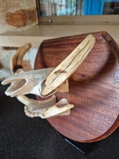 Taxidermie trophée chasse d'occasion  Moulins