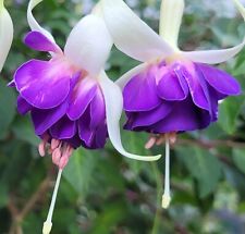 Fuchsie blue sarah gebraucht kaufen  Oberursel (Taunus)