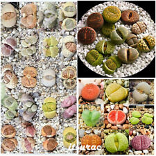 Graines lithops mix d'occasion  Expédié en France