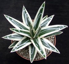 agave for sale  EASTBOURNE