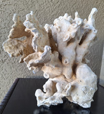 Large dry coral for sale  Wesley Chapel