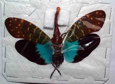 PYROPS INTRICATA - inseto desmontado, usado comprar usado PYROPS INTRICATA - inseto desmontado, usado comprar usado  Enviando para Brazil