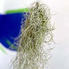 Tillandsia usneoides spanish for sale  BRISTOL