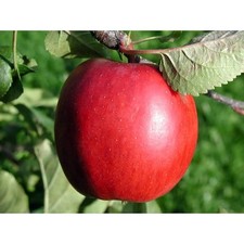 Dwarf red delicious for sale  Miami