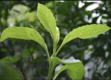 Pack longevity spinach for sale  Dunn