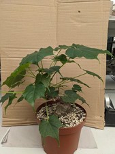 Sterculia colorata kakteen gebraucht kaufen Sterculia colorata kakteen gebraucht kaufen  Stuttgart