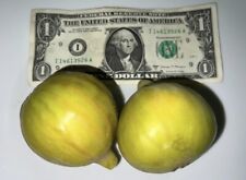 Delicious rare robert for sale  Corona