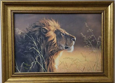 Proud male lion for sale  DUNDEE