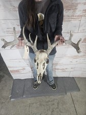 Wild point whitetail for sale  Knoxville