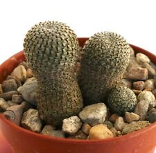 Rebutia heliosa east usato  Napoli