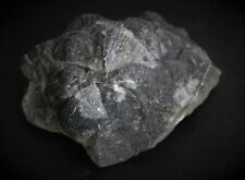 Brachiopodes fossiles spirifer d'occasion  Moyon