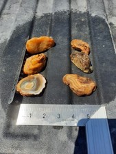Sumatran indonesian island for sale  East Carbon