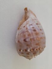 Large seashell togo for sale  Mission Viejo