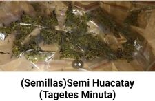 Semi huacatay usato  Genova