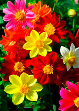 180 seeds dahlia for sale  READING