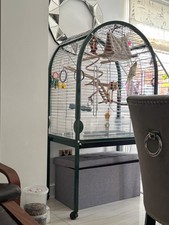 Extra large parrot for sale Extra large parrot for sale  BICESTER