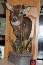 Whitetail deer head for sale  Brandon