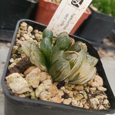 Haworthia red flame usato  Porto Cesareo