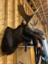 Taxidermy maine bull for sale  Gray