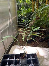 mexican palm tree for sale mexican palm tree for sale Port Saint Lucie