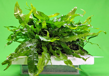 Java fern moss for sale  SCUNTHORPE