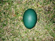 Beautiful green emu for sale  Bastrop