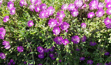 Cuttings creeping ice for sale  Patterson