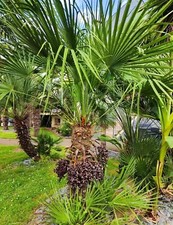 Lot 200 graines d'occasion  Lécousse