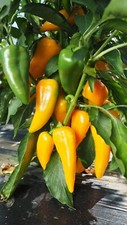Pepper sweet yellow for sale  PRESTON