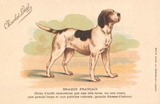 Cpa chien braque for sale  Shipping to United Kingdom