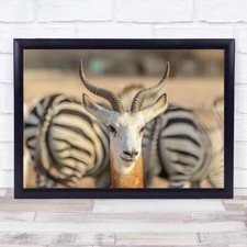 Zebra hörnern antilope gebraucht kaufen  Versand nach Germany