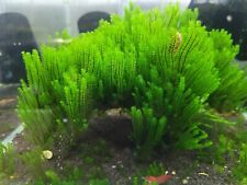 Rare moss aquarium d'occasion  Truchtersheim