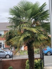 Trachycarpus fortunei palm for sale  ROTHERHAM