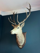 Large antique taxidermy for sale  LONDON
