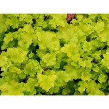 Heuchera lime marmalade for sale  SPALDING