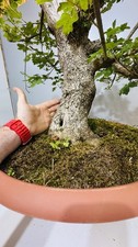 bonsai yamadori usato bonsai yamadori usato Reggello