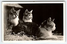Cats kittens rppc for sale  Collingswood