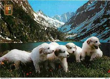 Animaux chiens chiens d'occasion  Fruges