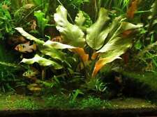 Cryptocoryne blassii tropical for sale  MARKET RASEN