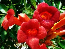 Bignonia campsis radicans usato  Torre Canavese