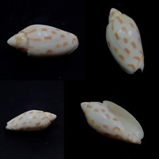 Voluta amoria canaliculata usato  Roma