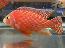 Dragon blood african for sale  Garden Grove