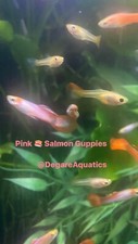 Trio pink salmon for sale  New York