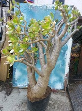 Bonsai jade thick for sale  San Marcos