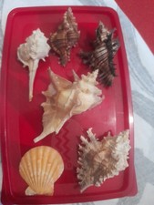 Lot coquillages aquarium d'occasion  Marseille VI