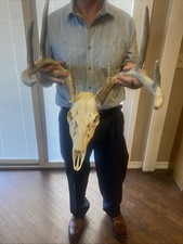 Perfect pointer whitetail for sale  Ellis