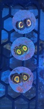 Zoa frag pack for sale  BLACKBURN