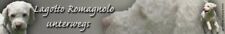 Lagotto romagnolo sticker usato  Spedire a Italy