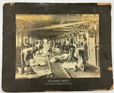 Antique agricultural shearing for sale  Tamaqua