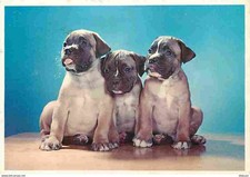 Animaux chiens carlin d'occasion  Fruges